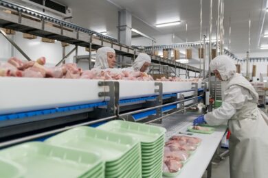 Нидерландская куриная птицефабрика